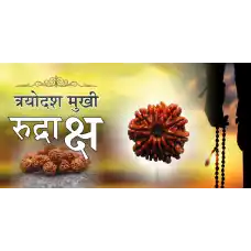 13 Mukhi Rudraksh (4.0)